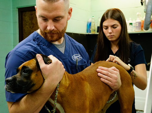 Wellness Care/Checkups | Veterinarian in Tifton, GA | Branch's Veterinary  Clinic of Tifton